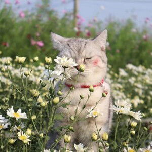 Jittra Chantanao profile icon