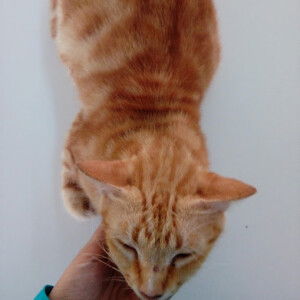 Fashihah Hadi profile icon