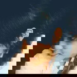 Rhieyta Phutry Pratama profile icon