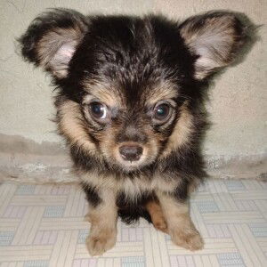 Yok Yok profile icon