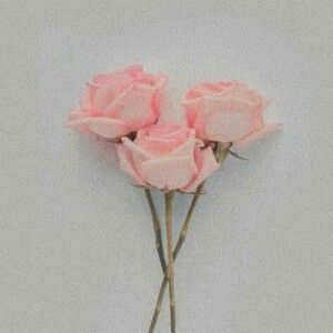 Nopi Noviar Rosdiani profile icon