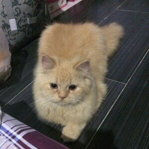 Tasha Mistcha profile icon