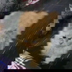 Tasha Mistcha profile icon