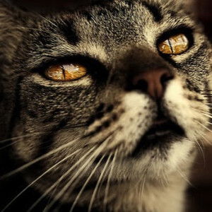 Siriporn Kanson profile icon