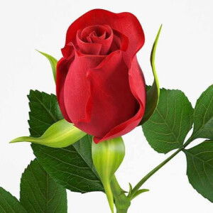 SEMIRA HAJI profile icon