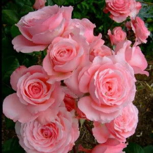 Jellai Corpuz profile icon