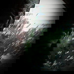 Lia Mustika Rahayu profile icon