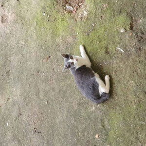 Gik Jagerbomb profile icon