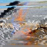 Chitchanok Dangchot profile icon