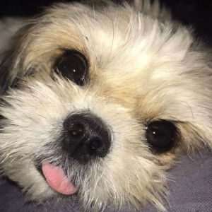 Sa Maruko profile icon