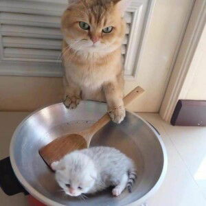 Melda Memey profile icon