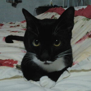 noo ploy profile icon