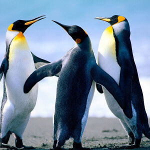 Ria_Imamara profile icon