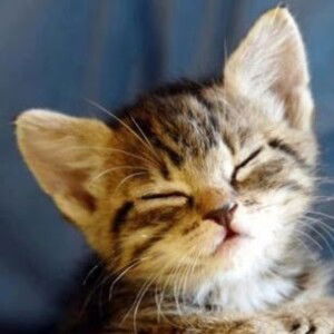 Claire Tang profile icon