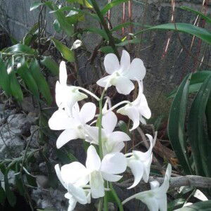 Phalida Kong profile icon