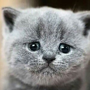 Vu Thi Hop profile icon