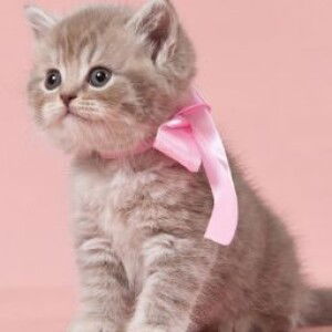 Kondee Kondee profile icon