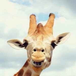 blueblueb profile icon