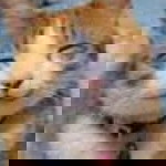 Nur Farah Hanim profile icon