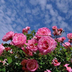 Nur Asnah profile icon