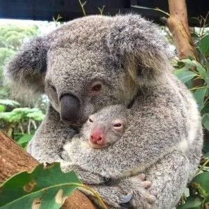 Aid Parbsirphum Boonklag Wanichacheva profile icon