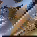 Metha Kooptaporn profile icon