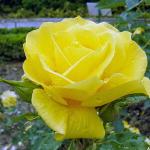 honey jane dumalag profile icon