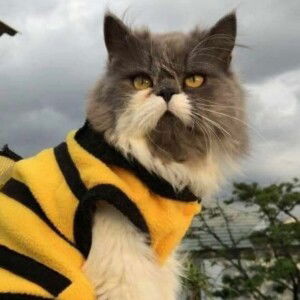 Umairah Maria profile icon