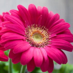 Nia Saputri profile icon