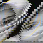 Rabiatul Anbiyaa profile icon