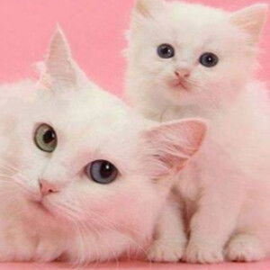 Cat White profile icon