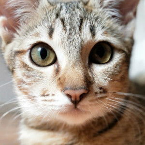 Senja Borneo profile icon