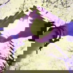 Bạch Dương profile icon