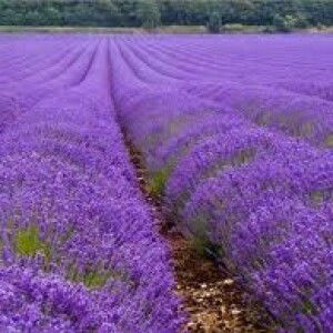 ira mun profile icon