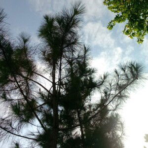 Aina Mardia profile icon