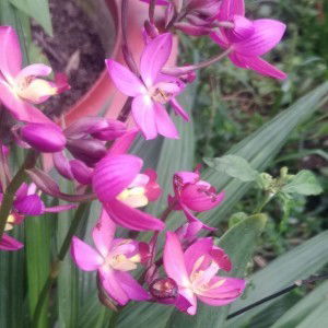 Van Anh profile icon