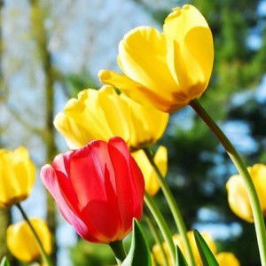 hikmah abdullah profile icon