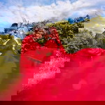 Farah Syikin profile icon