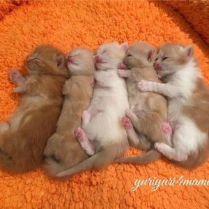 Rasidah Mohd profile icon