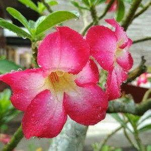 Nur Sutresno profile icon