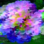 Jailanee Rainee profile icon