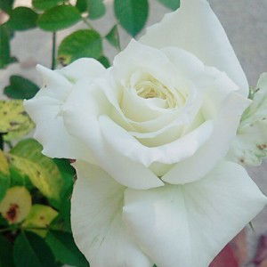 Sukanya Pechsong profile icon