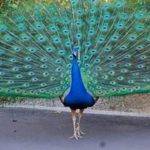 BAYU NUGROHO profile icon