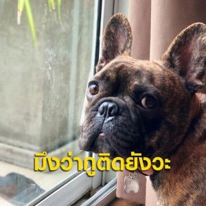 Rung Suchaya profile icon