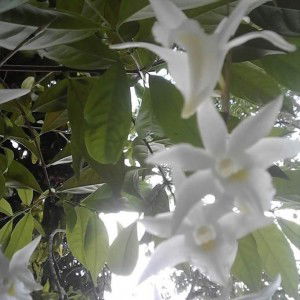 Orkid Hanun profile icon