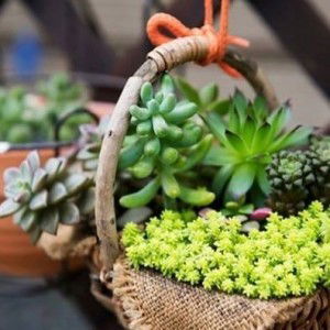 Khánh Tâm profile icon