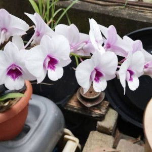 Raudah Khadeeja Ahmad profile icon