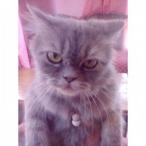 Laras Kusnadi profile icon