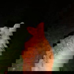 Qoirochtul Eka Febriyan profile icon