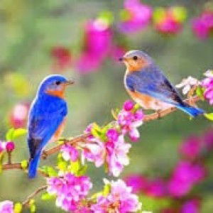 Afiqah Arshad imtiyazz profile icon